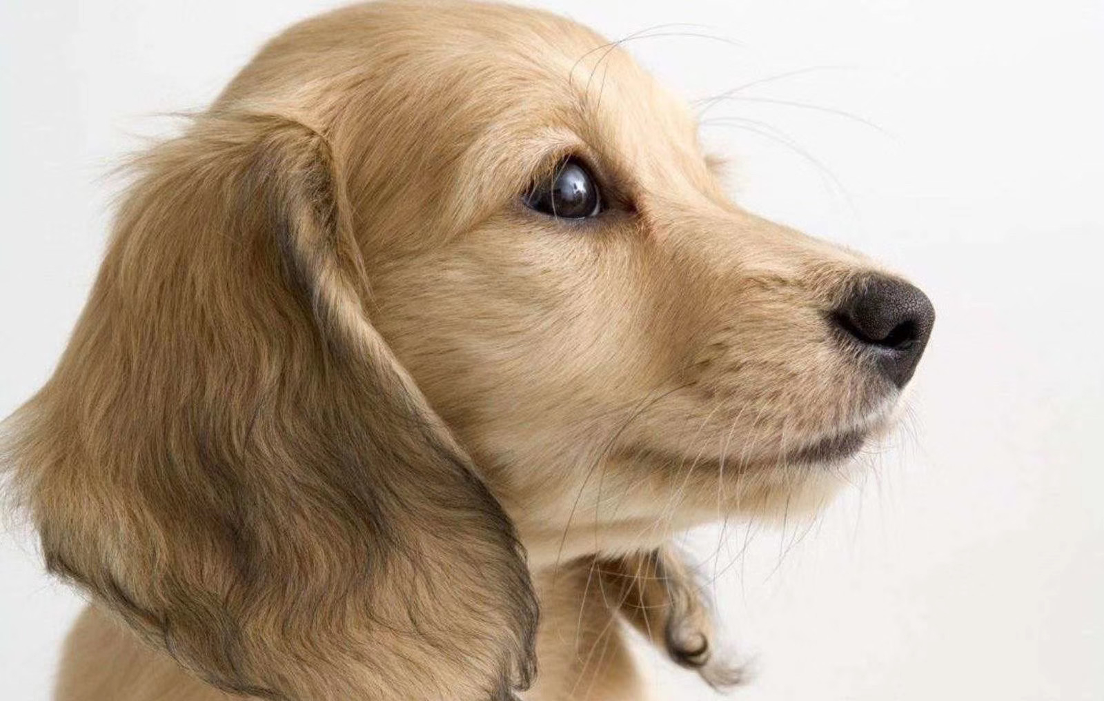 Dog x s. Животные собачки боком. Картинка собачки стиль. Puppies with long Ears.